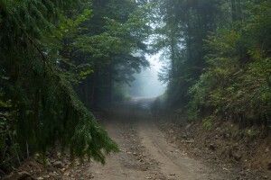 За в’їзд до природоохоронних територій транспортом тепер можна отримати штраф