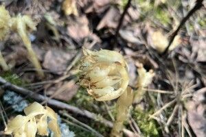 На Волині виявили унікальну рослину, яка не має листя