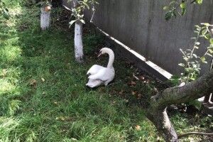 У Луцьку врятували лебедя, який прилетів до обійстя місцевого жителя (Відео)