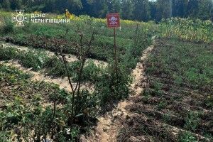 «Заміновані помідори»: на Чернігівщині місцеві підв’язують розсаду табличками «Небезпечно, міни!»