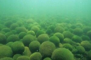 У Любомлі затримали авто з 85 мішками унікальних водоростей зі Світязю