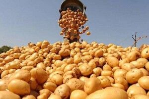 Стало відомо, чому врожай картоплі був дуже низьким