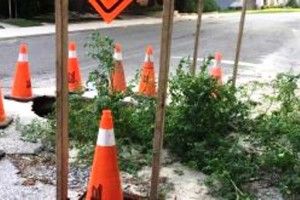  У Канаді томати посадили в дорожній асфальт