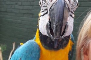 У Луцькому зоопарку з’явився синьо-жовтий папуга-патріот (фото)