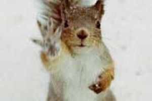 ГОСТИНИ ОСЕНІ В ЗИМИ