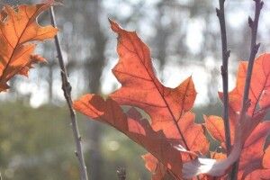 У Луцькому парку хочуть висадити сто дубів 