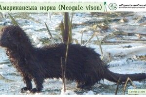 На Волині поселилась американська норка, від смороду якої нудить лисиць
