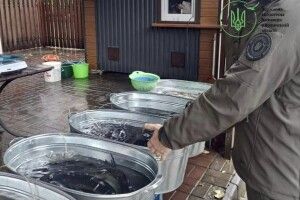 Під прицілом інспекції: у Луцьку перевірили продавців риби