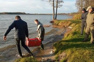 У Шацькі озера випустили тонну коропа