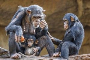 Головне – не бути мавпами!