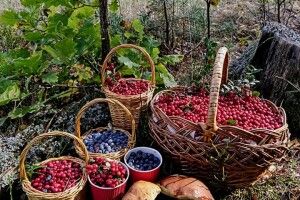 «Гриби зачекають»: рівнянка назбирала у Цуманській пущі повні кошики чорниць, брусниць та лохини (Фото)
