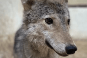 Труп лисиці та живий вовк: поліція Києва оголосила підозру власниці «квартирного зоопарку»