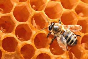 Як перевірити якість меду