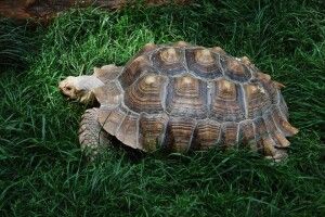 Цієї неділі у Рівненському зоопарку – черепашаче свято