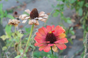 На Волині вперше за 55 років зафіксували новий температурний рекорд