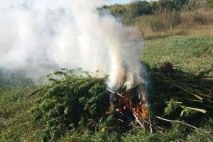 На Сумщині прикордонники виявили близько 100 кущів конопель