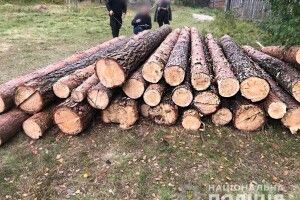 У Сарненському районі лісокрадуни зрізали й вивезли дев’ять сосон (Фото)