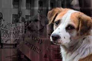 Бурштинокопачі з Полісся показали, як знущаються з собаки: поліція знайшла зоосадиста (Фото)