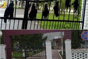 На ворота школи у місті Дубні хтось додумався прикувати птахів (ФОТОФАКТ)