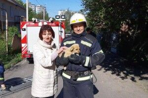 На Гагаріна у Рівному рятували рудого цуцика-верхолаза (фото)