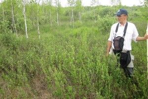 На Чортовому болоті в Цуманській пущі знайшли релікт льодовикових часів (фото)
