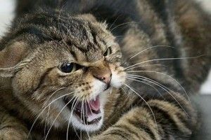 Цьогоріч тварини вже покусали понад 800 волинян