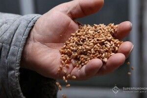 Білорусь готова дозволити Україні експортувати зерно через свою територію - ООН