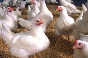 Бройлери – не меблі. Їх потрібно доглядати