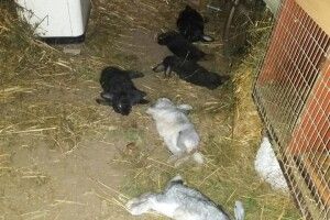 Тварини налякані: у селі на Волині невідома істота вдерлась в хлів і випила кров з кролів (Фото 18+) 