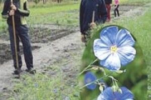 ЗАЦВІВ ЛЬОН, АЛЕ ЛИШЕ НА ДОСЛІДНІЙ ДІЛЯНЦІ