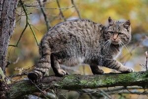 На території нацпарку зафіксували присутність «лісового привида» (Відео)