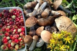 На Камінь-Каширщині обстежили пункти заготівлі лісових ресурсів і виявили правопорушення