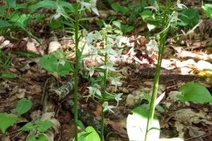 У нацпарку на Волині розквітли рідкісні квіти орхідеї