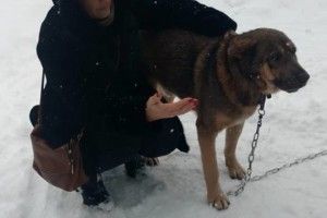 Свято на Собачій вулиці: найдобріший пес Луцька Шон знайшов собі господарів! (фото)