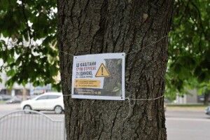 У Луцьку не знайшли зловмисників, які отруїли каштани біля Київського майдану
