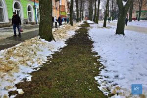 На радість Путіну в Нововолинську скоро зацвітуть тюльпани (фото)