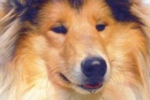 ЗГУБИ: поверніть мене господареві!