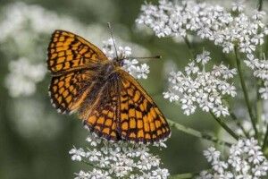 Синоптики на Волині прогнозують короткочасні дощі 