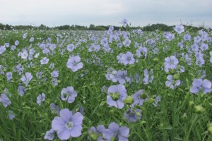 Площі під льоном в Україні продовжують скорочуватися