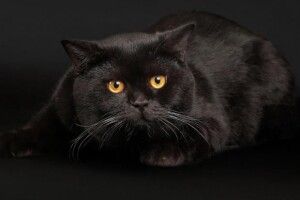 Масово вбивають чорних котів: готують «ліки від коронавірусу»