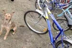 ШКІЛЬНИЙ АВТОПАРК: 38 велосипедів і один собака