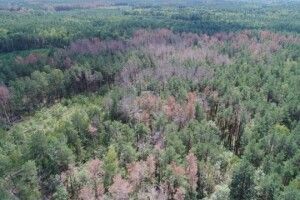На Волині масово всихає сосна