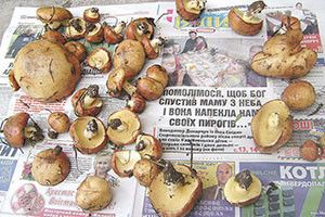 ГРИБНИЙ СЕЗОН ВІДКРИТО!