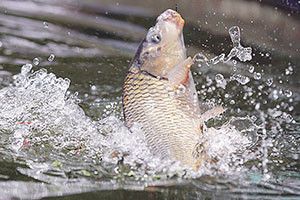 ХТО НАВЕДЕ ЛАД У «ВОЛИНЬРИБГОСПІ»?