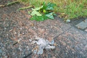 У Луцьку продовжує лютувати негода (фото)