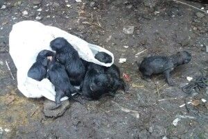На Волині на смітник викинули цуценят в мішку. Чотирилапим потрібен порятунок