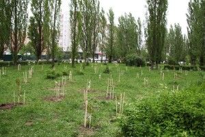 У пам’ять про Героїв у Луцьку висадять клени