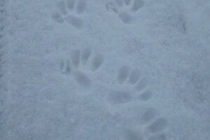 «Уранці біля хати страшнезнії сліди – то, певно, чупакабра приходила сюди!»: До кліток із кролями підбиралася невідома істота... (Фото)