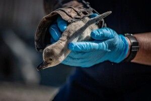 У Честерському зоопарку під час карантину з'явилося п'ятеро пінгвіненят  