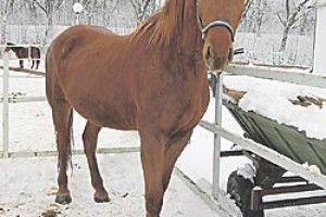 ХТО ПЕРЕДПЛАТИТЬ «ВОЛИНЬ», ТОЙ ОСІДЛАЄ КОНЯ!